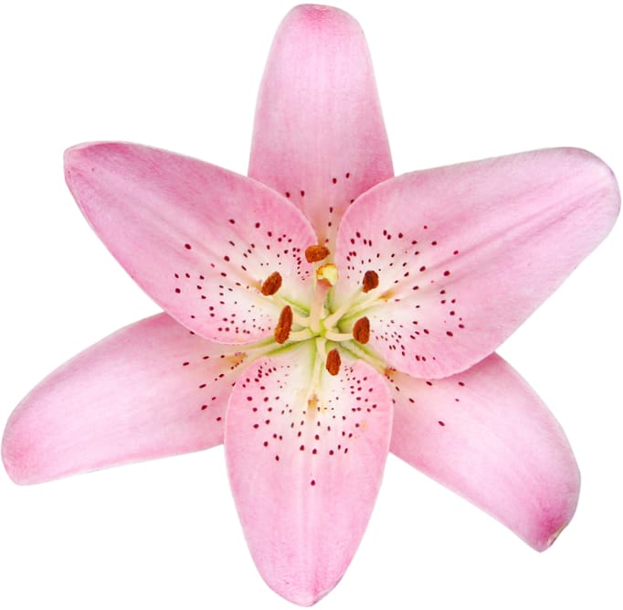 Background image of a pink flower